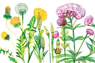6 plantas medicinales para desintoxicar tu cuerpo