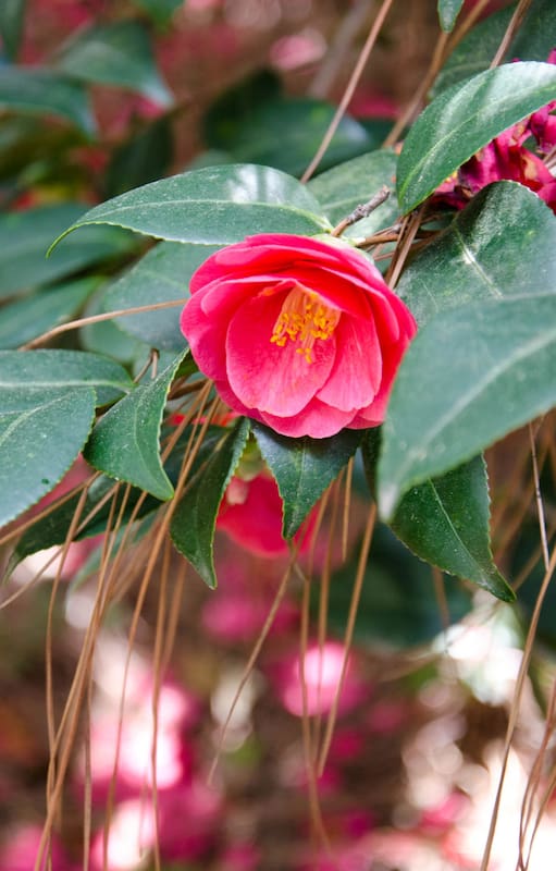 Época de camelias: cultivo y cuidados de una belleza longeva que está en su temporada de esplendor