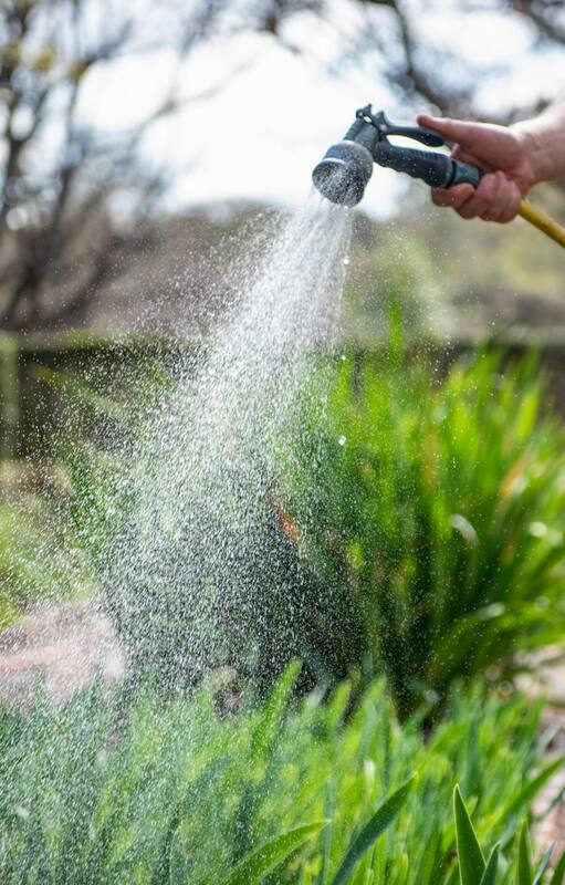 3 reglas de oro para que tus plantas no mueran cuando comienza el calor