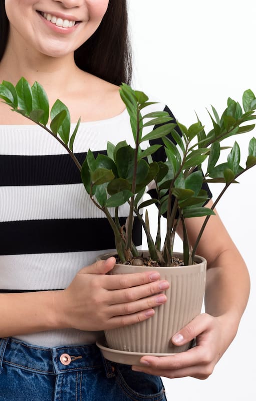 Cómo purificar el aire de tu casa con estas 10 plantas de interior