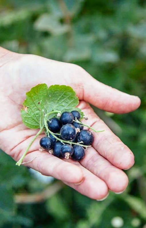 Casis: La fruta protectora del organismo que contiene tres veces más vitamina C que la naranja