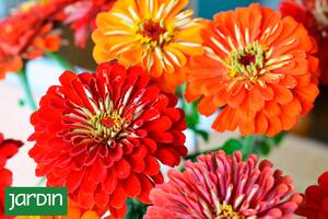 Las clásicas flores de nuestras abuelas volvieron a estar de moda y florecen todo el verano