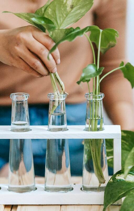 Qué es ponic gardening, cuáles son las técnicas y por qué cada vez tiene más adeptos