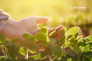 cómo mejorar la implantación ante el exceso de agua