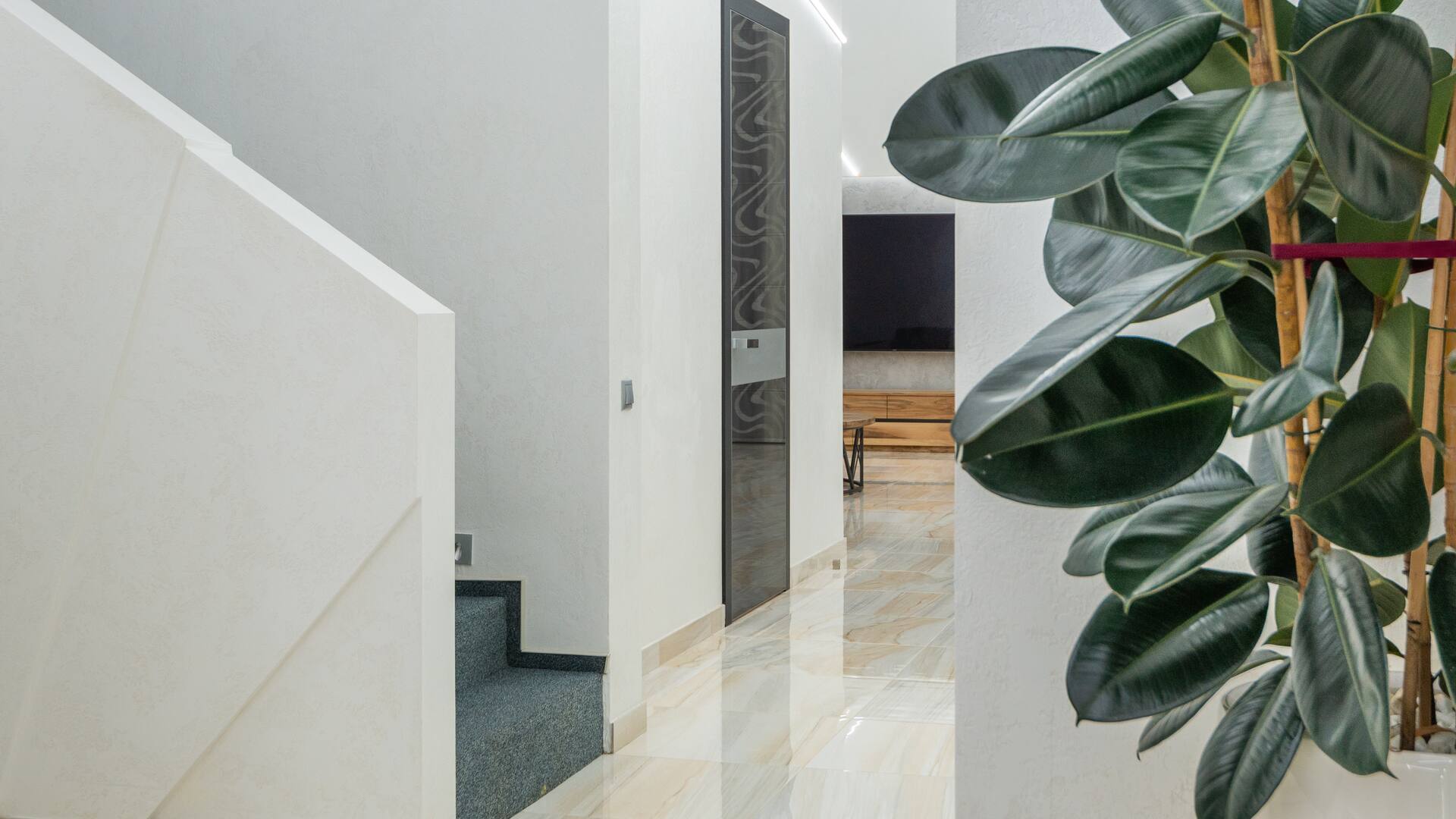 Ficus elástica: del odio al amor por el clásico gomero