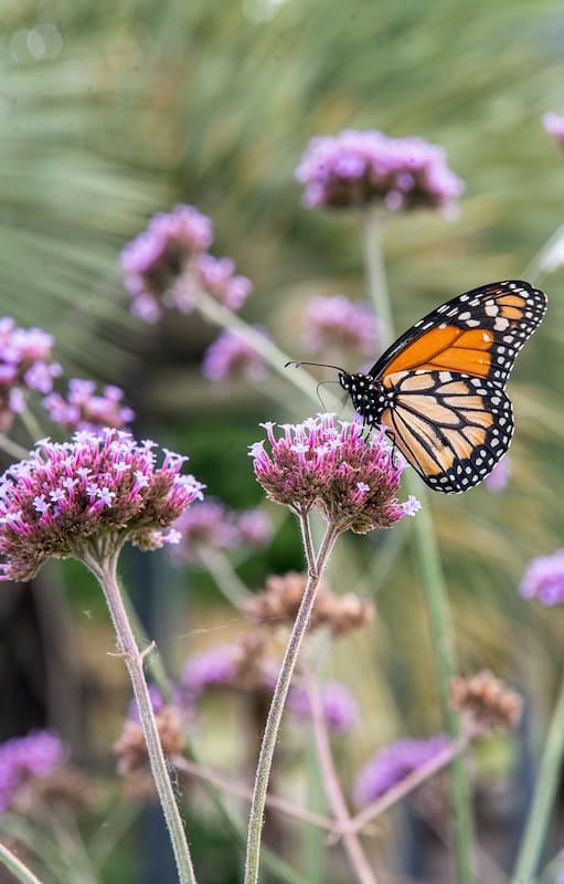 5 plantas nativas imprescindibles para empezar a tener un jardín silvestre