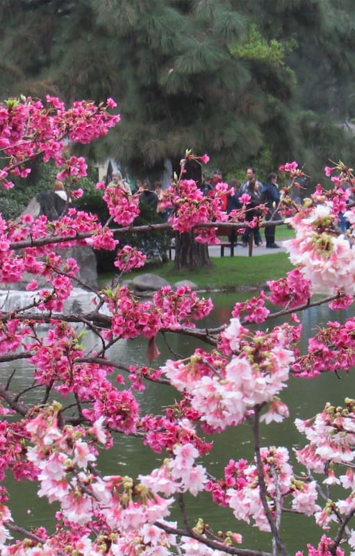 Florecen los cerezos en el Jardín Japonés