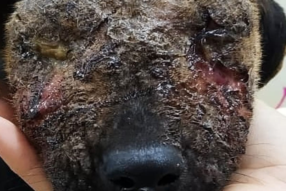 Mafalda: la cachorra que rescataron casi ciega y sobrevivió gracias al cuidado de su madre