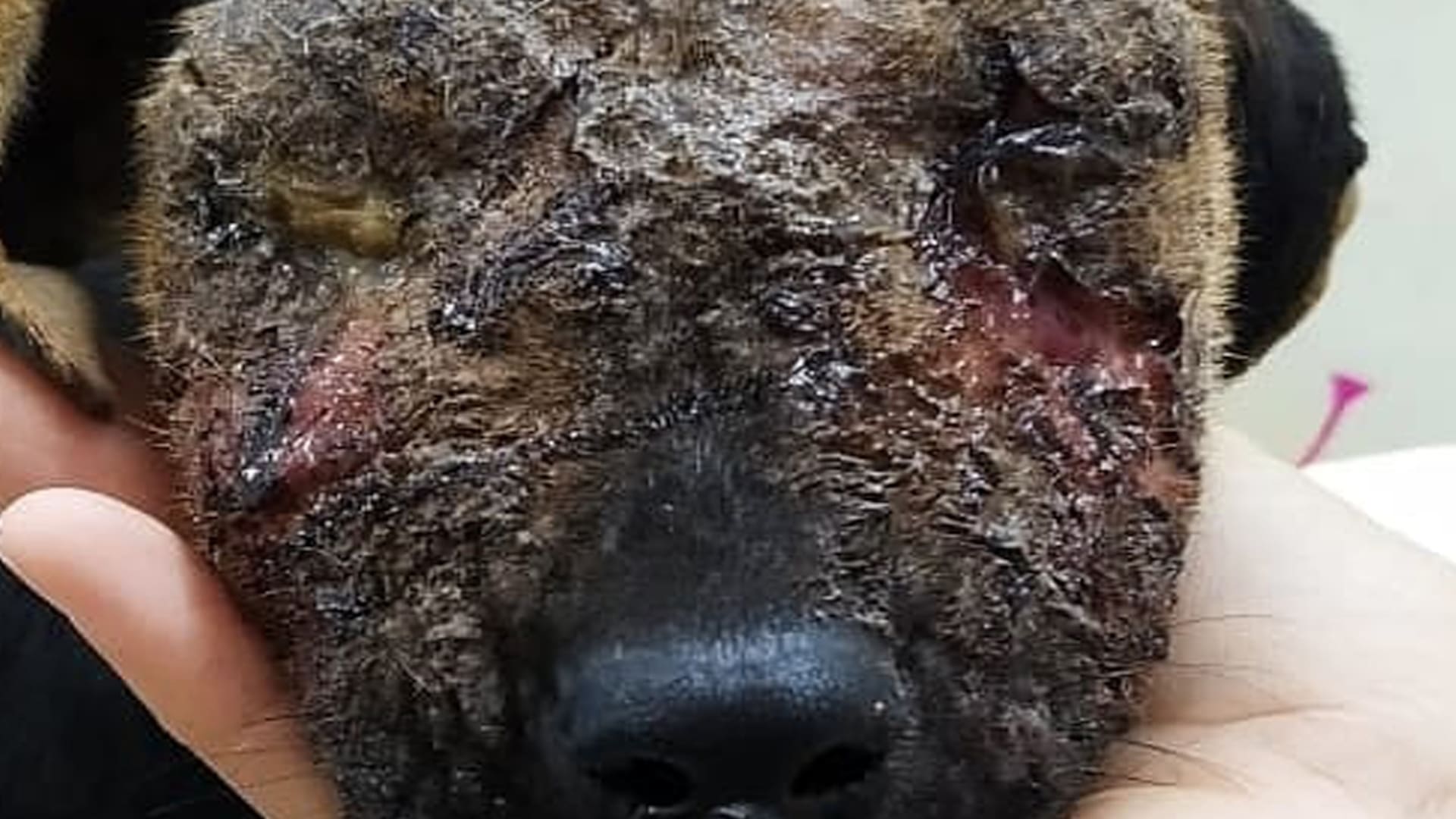 Mafalda: la cachorra que rescataron casi ciega y sobrevivió gracias al cuidado de su madre
