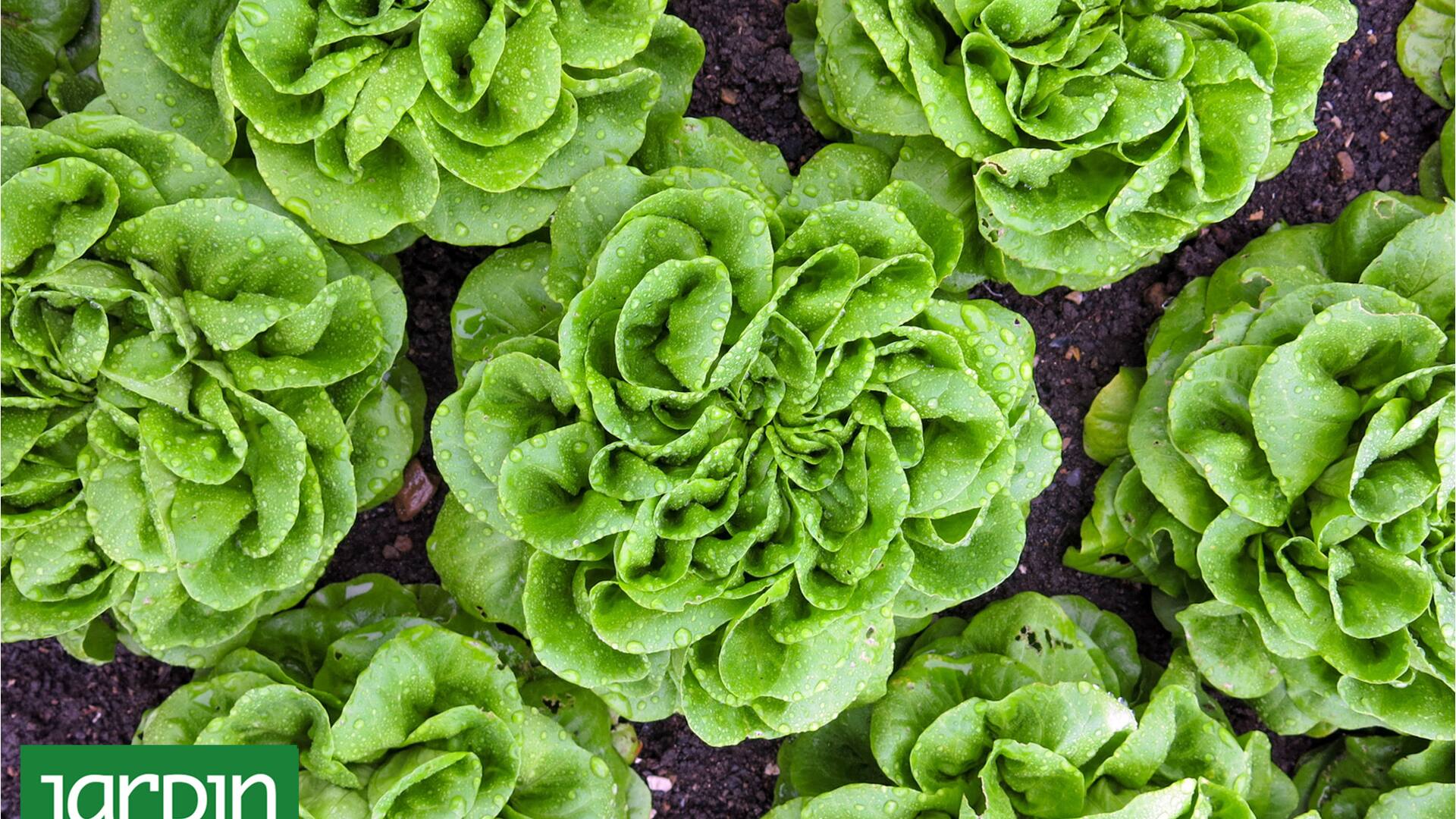 Cómo tener siempre ingredientes frescos para ensaladas en el balcón