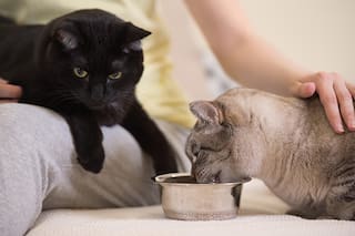 Catsitters, los niñeros de los gatos cuando sus dueños están de vacaciones