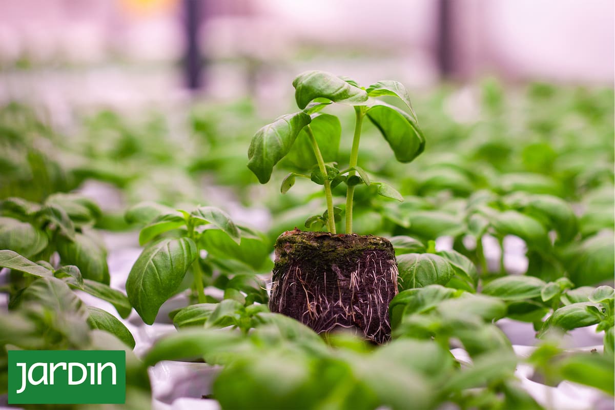 Fibra de coco: Pasó de ser un residuo común a una opción ecológica y saludable para tus plantas