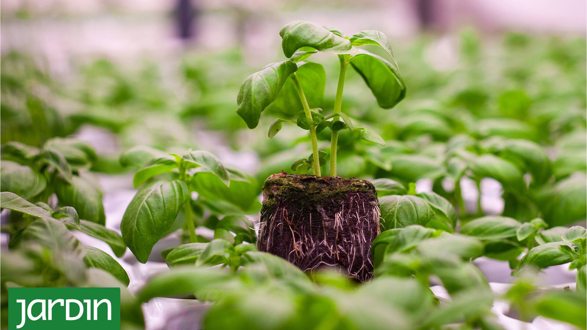 Fibra de coco: Pasó de ser un residuo común a una opción ecológica y saludable para tus plantas