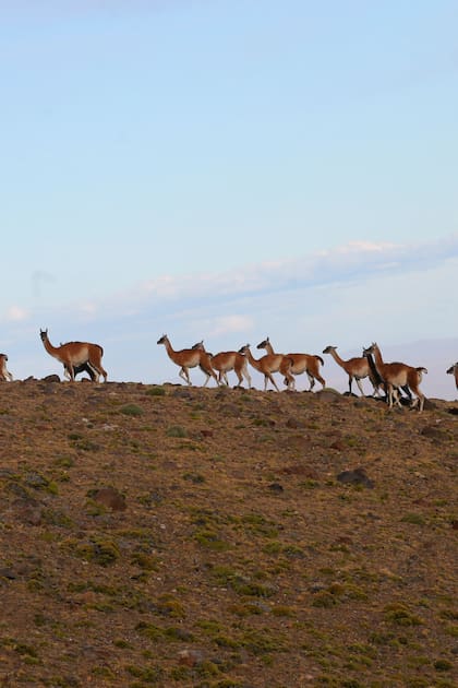 Los guanacos desplazan a las ovejas y el turismo cambia el perfil productivo de Santa Cruz