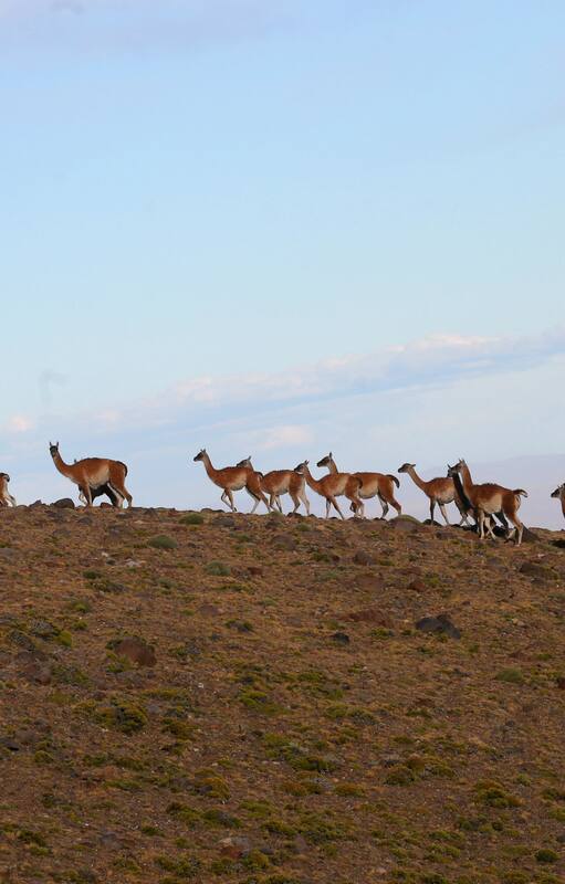 Los guanacos desplazan a las ovejas y el turismo cambia el perfil productivo de Santa Cruz