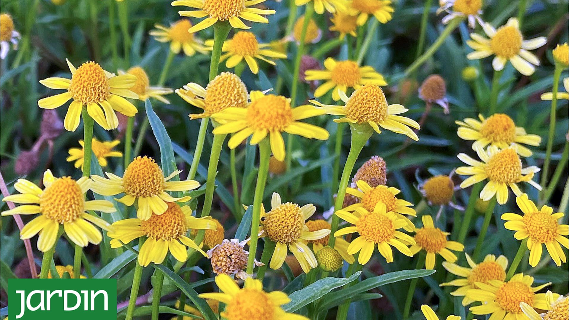 5 flores silvestres increíbles que cuidan la salud de tu jardín