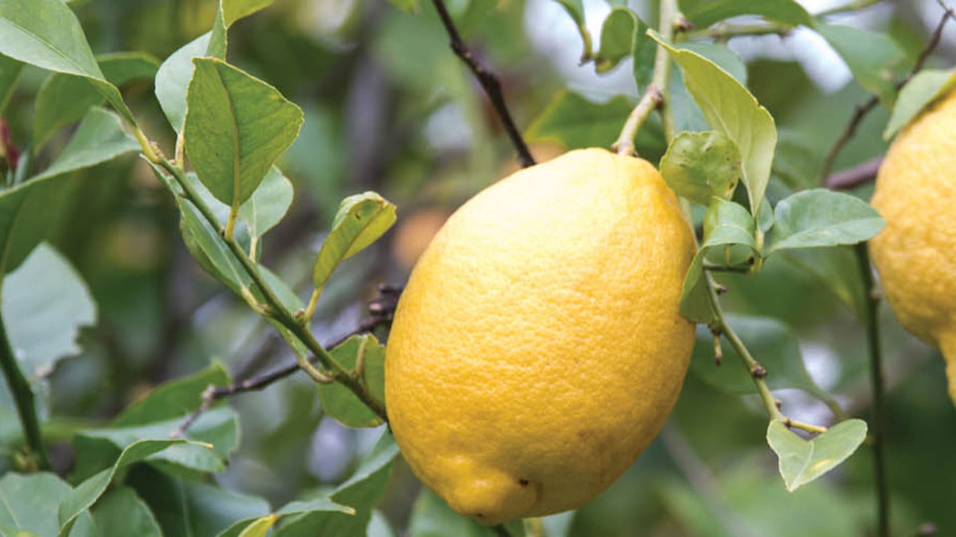 Cítricos. Cómo salvarlos de la pandemia que los pone en peligro
