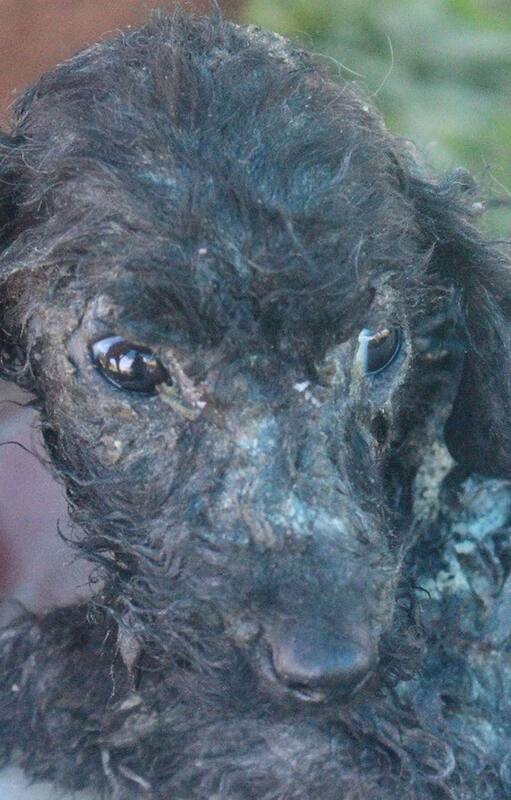 Maltrato: Rosita tiene 4 meses y la encontraron quemada y con la cadera fracturada