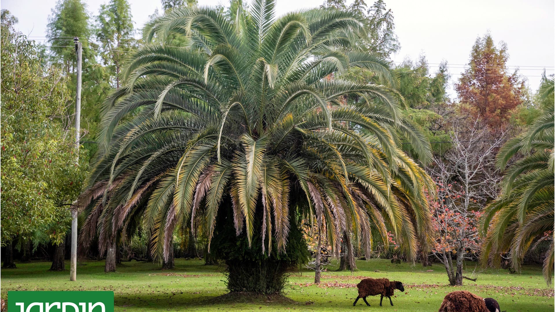 Palmeras, las especies más usadas y cómo pueden cambiar tu paisaje