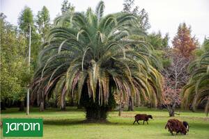 Palmeras, las especies más usadas y cómo pueden cambiar tu paisaje