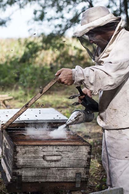 Alerta: por qué se están muriendo las abejas en la Argentina (y en el mundo)