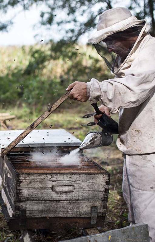 Alerta: por qué se están muriendo las abejas en la Argentina (y en el mundo)