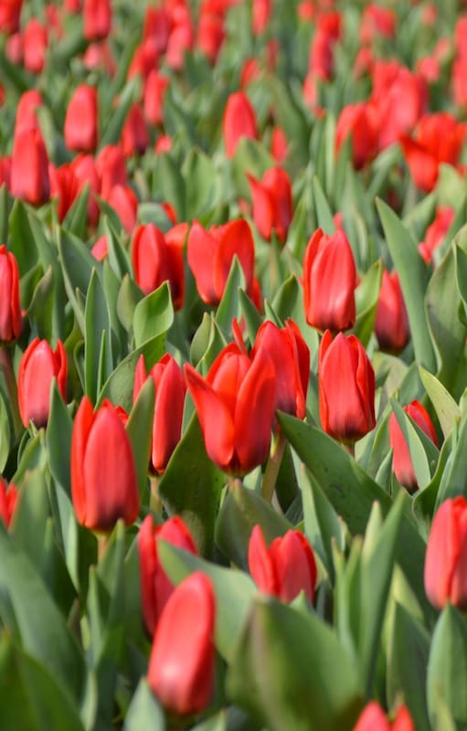 Un recorrido por el jardín de tulipanes más grande del mundo