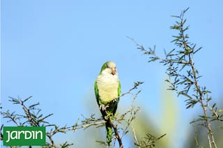 Las cotorras se adaptaron, coparon la ciudad y generan fricciones