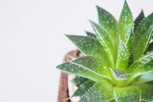 El secreto ancestral del aloe para proteger tu hogar además de aportar belleza al jardín