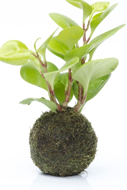 Plantas Kokedamas () Plantas Kokedamas