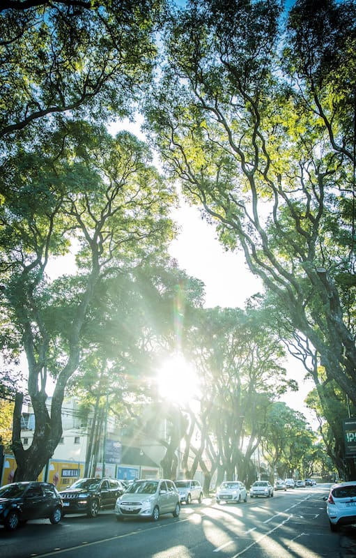 Cómo podar árboles añosos para prevenir riesgos