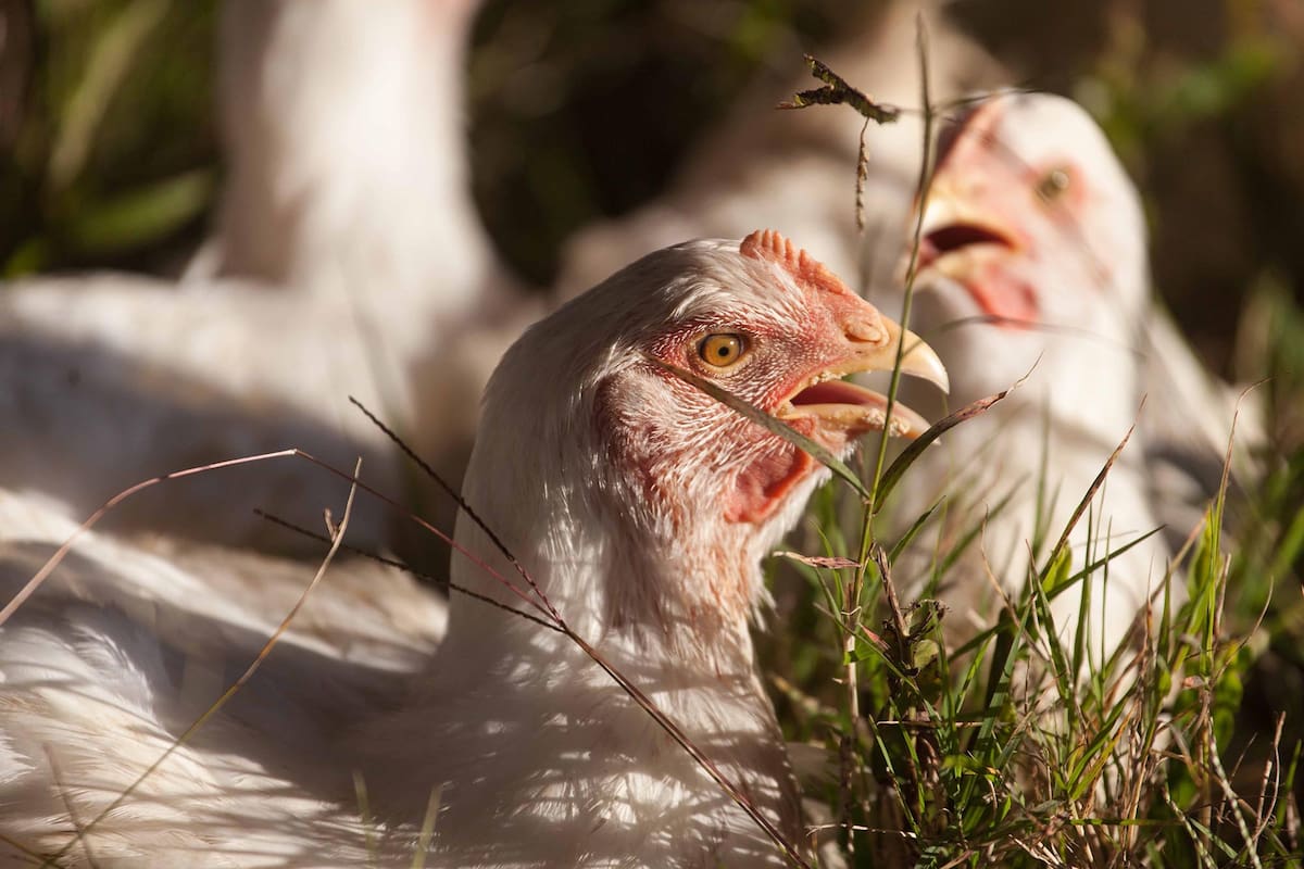 Pollos pastoriles. Dónde se crían sin hormonas ni maltrato