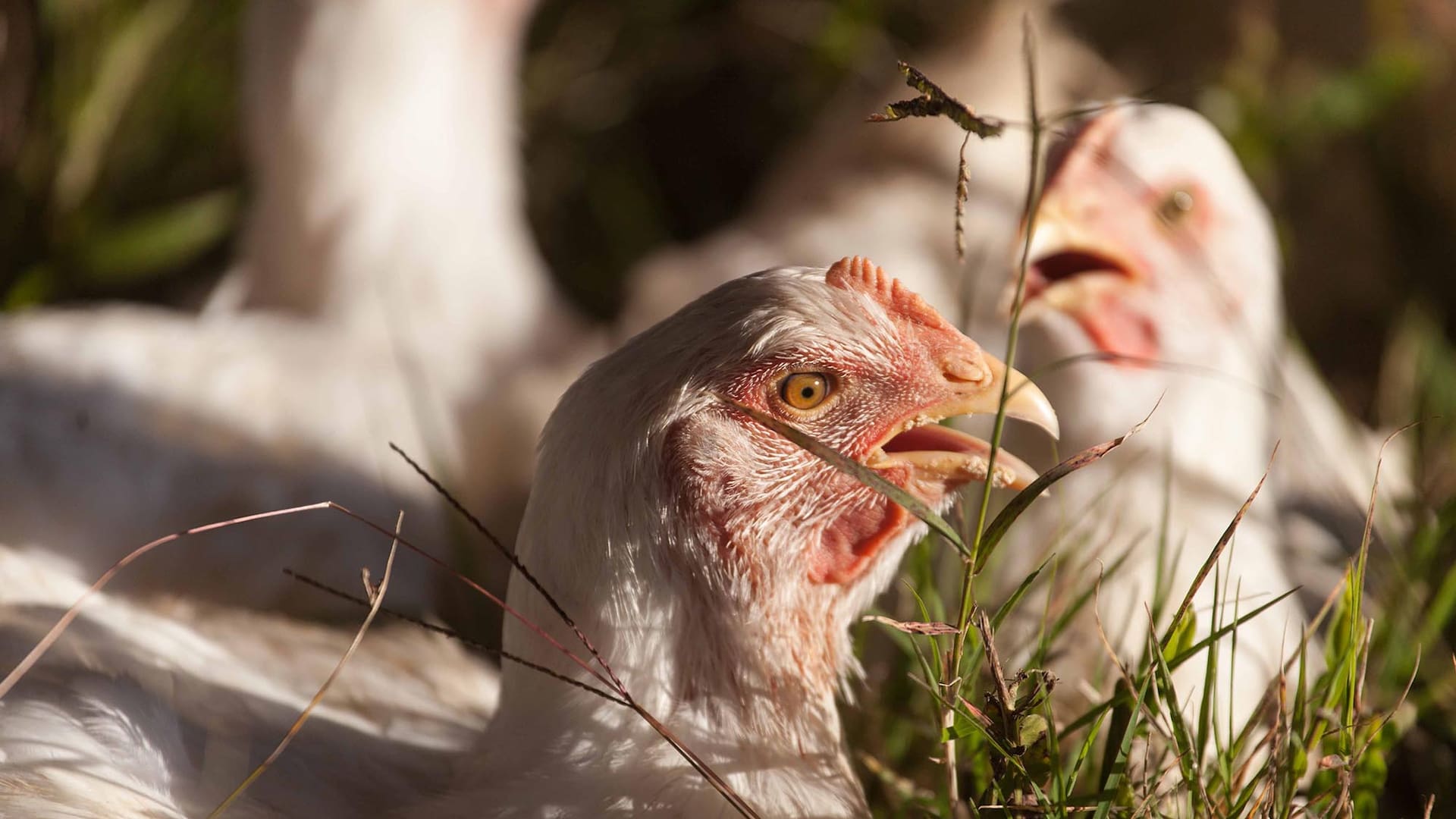 Pollos pastoriles. Dónde se crían sin hormonas ni maltrato