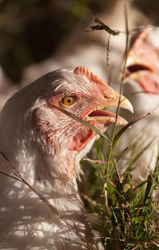 Pollos pastoriles. Dónde se crían sin hormonas ni maltrato