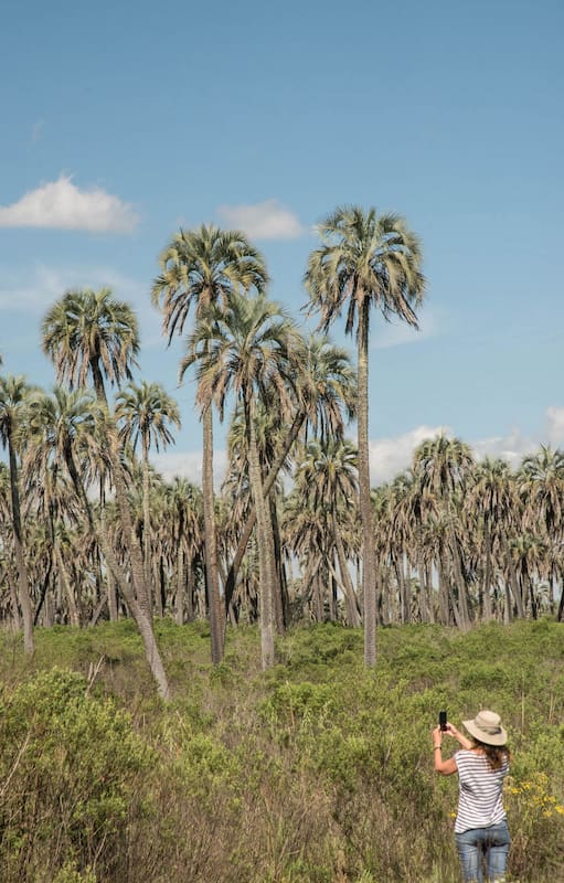 Entre Ríos. El Palmar de Colón: la historia detrás de este paisaje cautivante