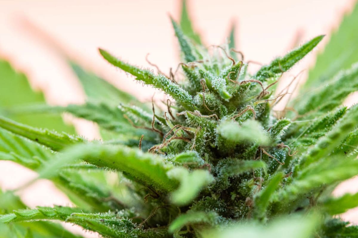 Cannabis: resurgirmiento de una planta con múltiples beneficios que se cultiva hace 6000 años