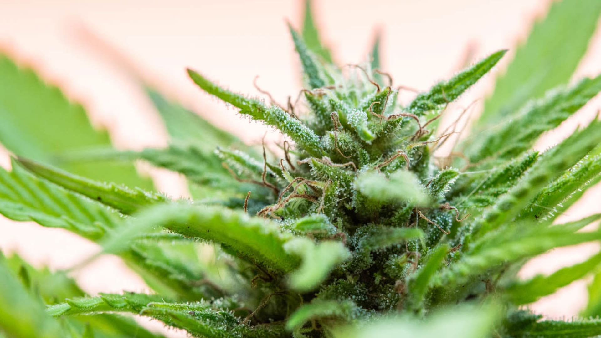 Cannabis: resurgirmiento de una planta con múltiples beneficios que se cultiva hace 6000 años