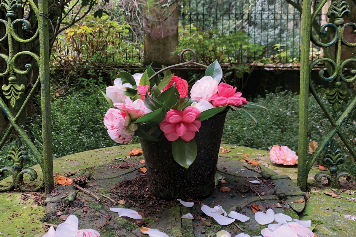 Conocé los secretos de las camelias, las reinas del frío