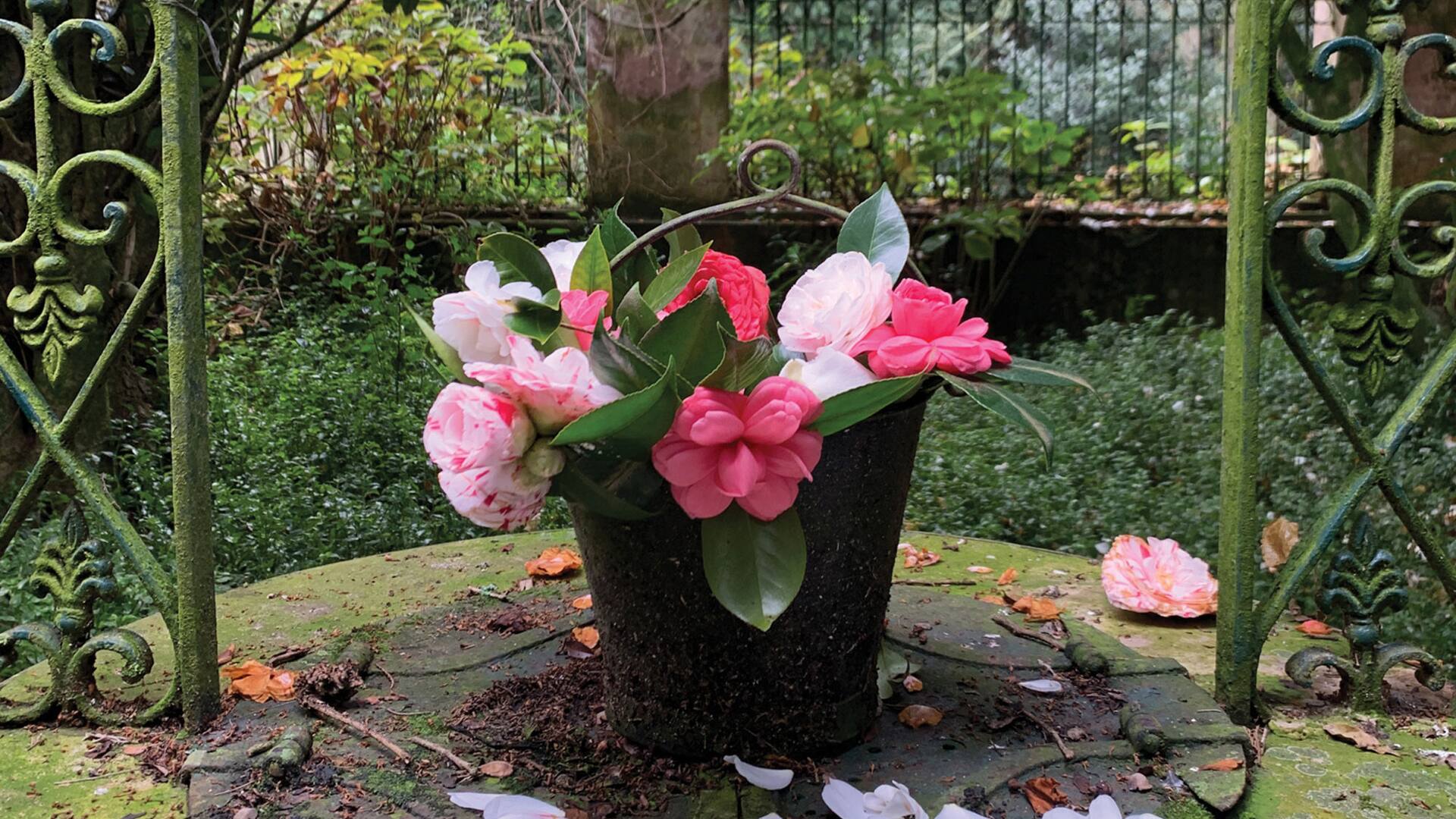 Conocé los secretos de las camelias, las reinas del frío