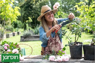 Los 5 tips para que tus rosas sigan floreciendo
