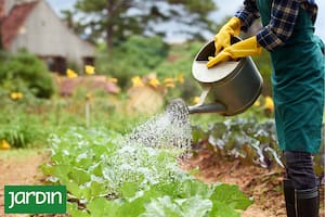 El secreto de los expertos para trabajar menos en la huerta y que produzca más