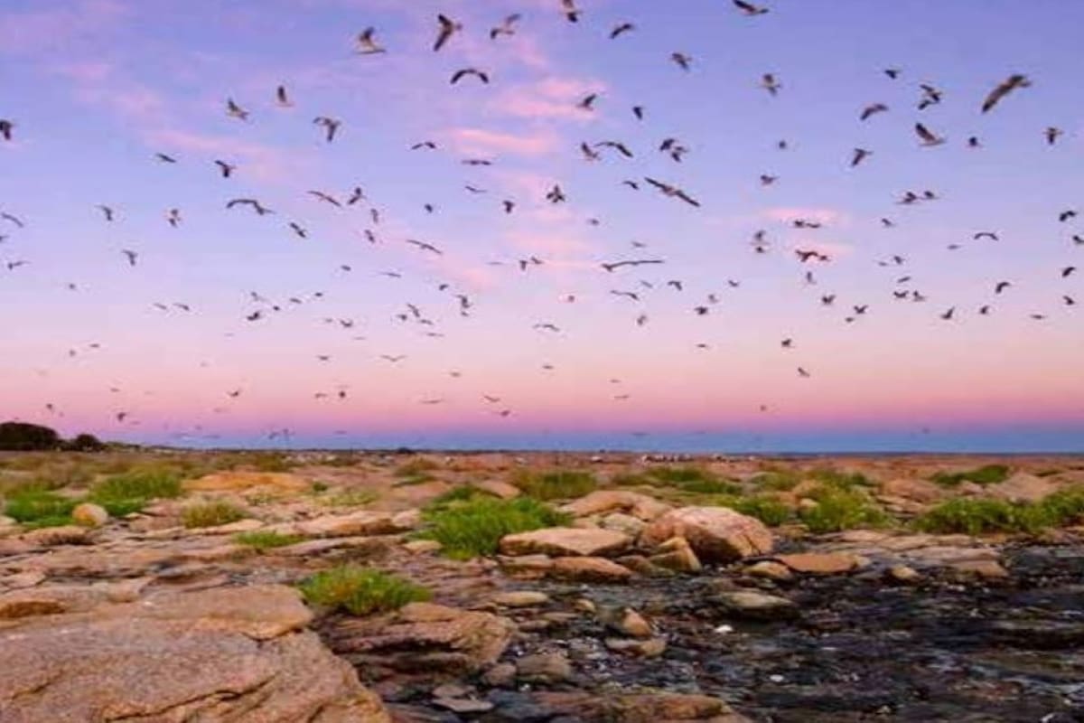 Dónde queda y qué protege Islote Lobos, futuro parque nacional
