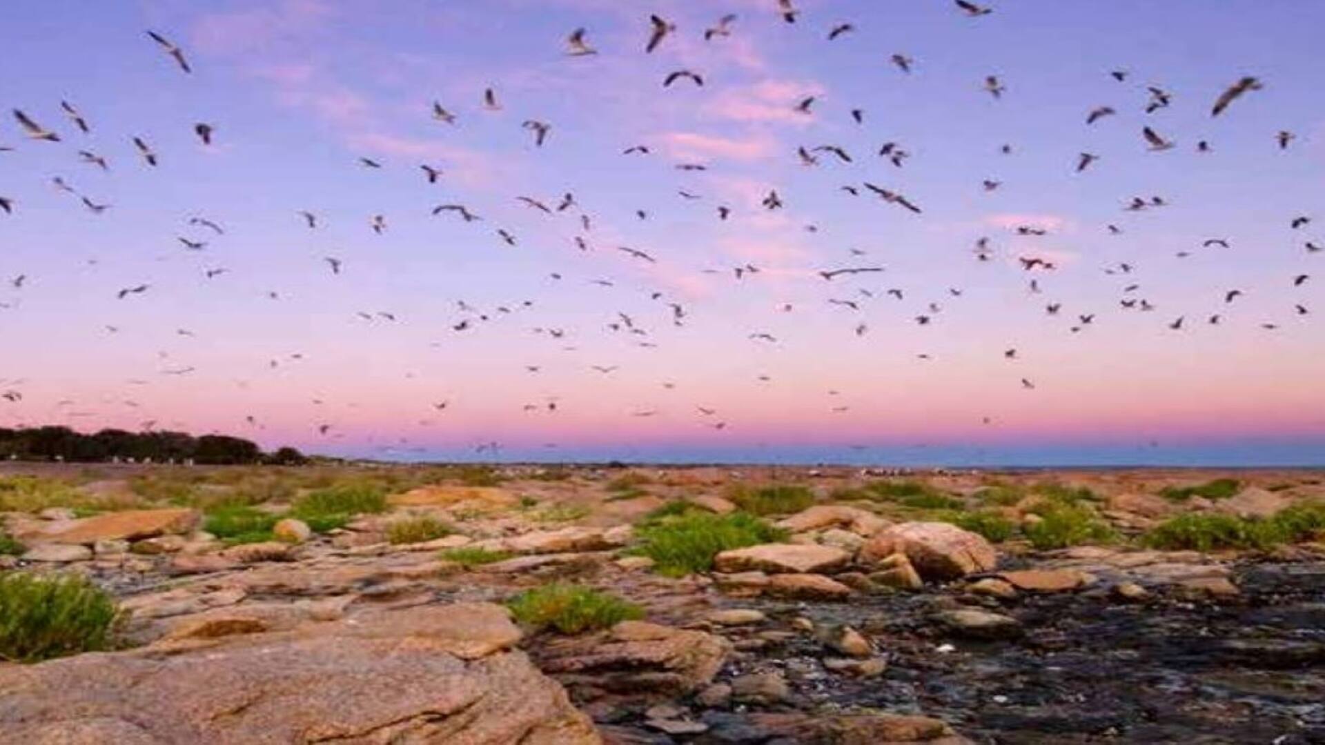 Dónde queda y qué protege Islote Lobos, futuro parque nacional