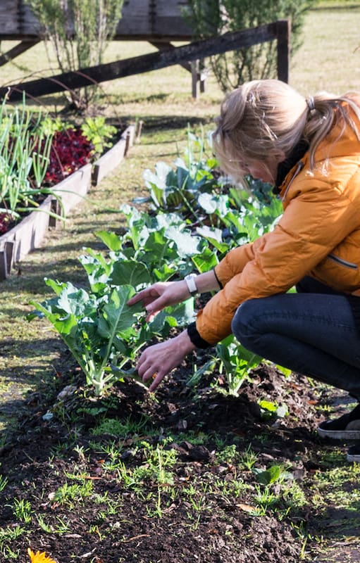 Primavera en la huerta: 10 semillas que tenés que sembrar ahora para disfrutar todo el verano