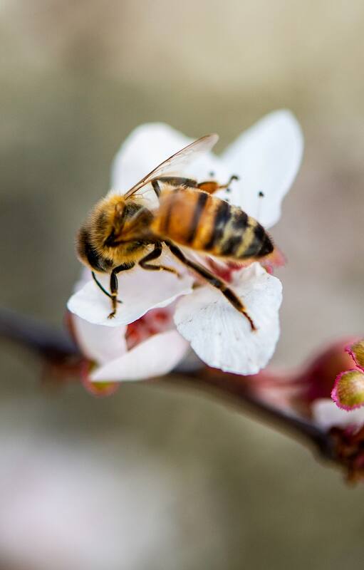Las abejas nativas que no producen miel pero son fundamentales para el medioambiente