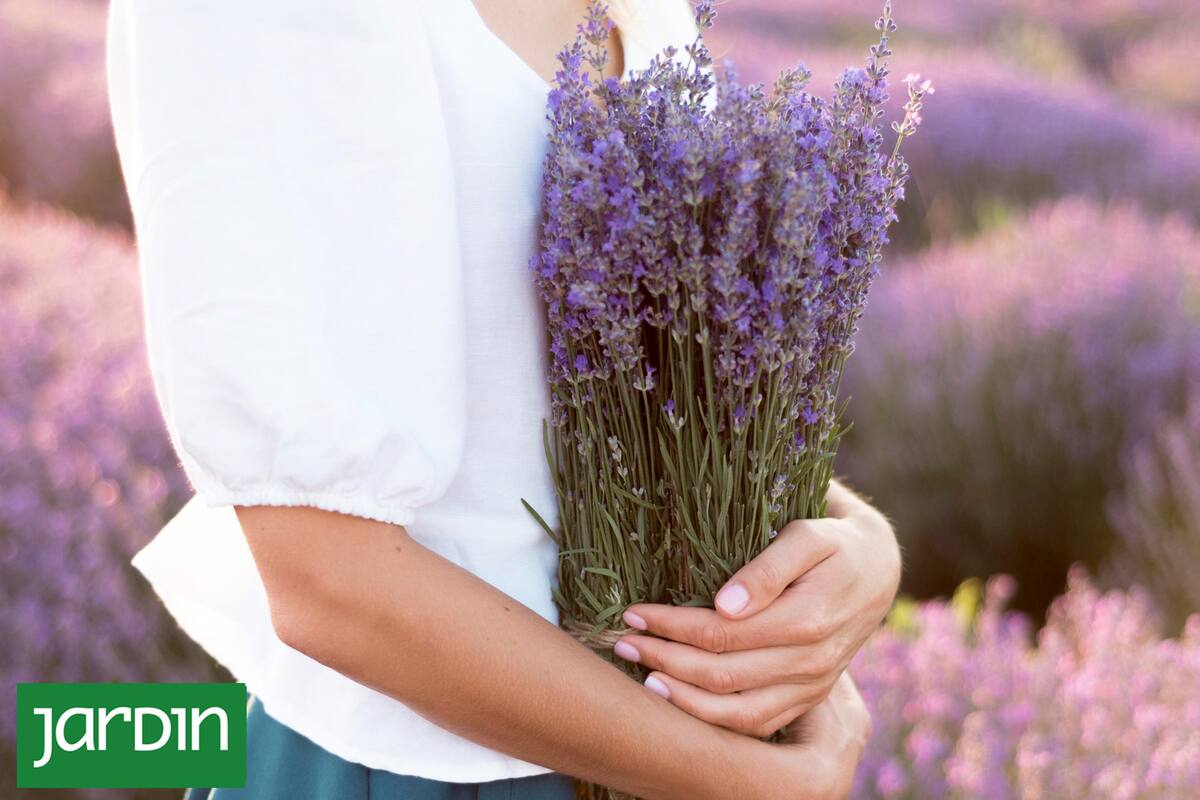 Las plantas que protegen la salud mental y física y se pueden cultivar en casa