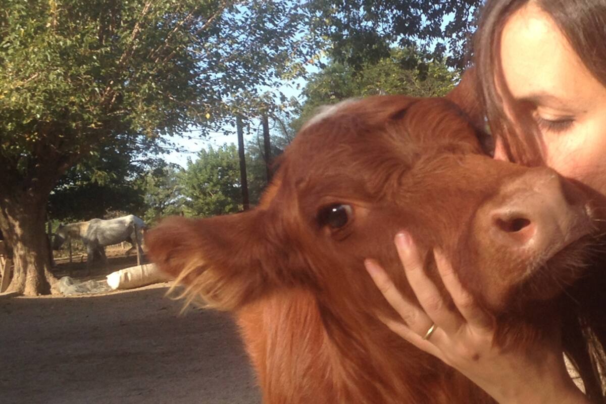 Maltrato animal. Entra a los mataderos para documentar lo que sucede y concientizar