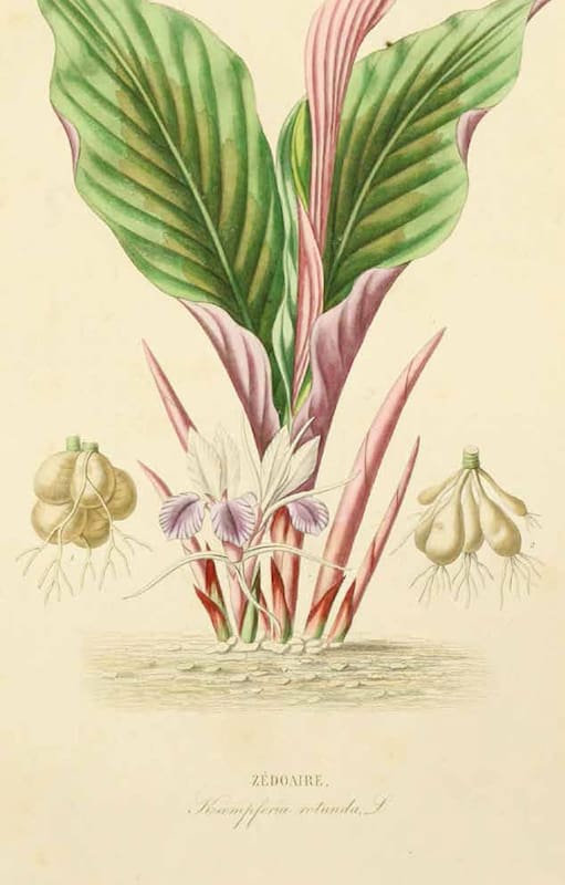 Botánica para principiantes: ¿de dónde vienen los nombres de las plantas?