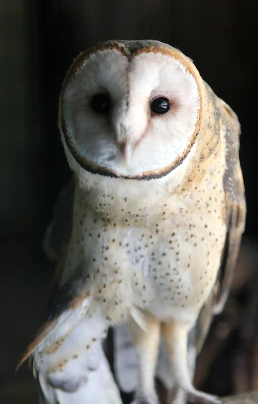 Centros de rescate animal: salvar a las especies de las acciones humanas