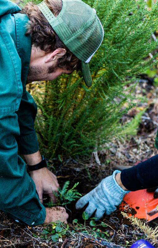 Plantaron 11.500 árboles para recuperar un bosque incendiado en Chubut